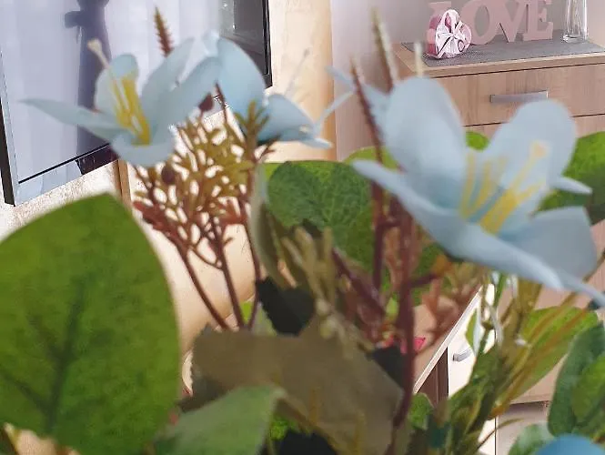 Zlatiborska Zvezda * 즐라티보